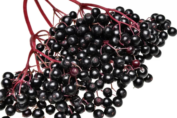 Fresh black elderberry  fruit isolated — Stock Photo, Image