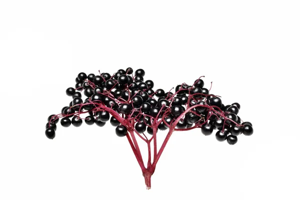 Fresh black elderberry  fruit isolated — Stock Photo, Image