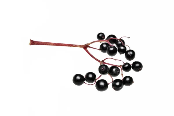 Fruto de saúco negro fresco aislado —  Fotos de Stock