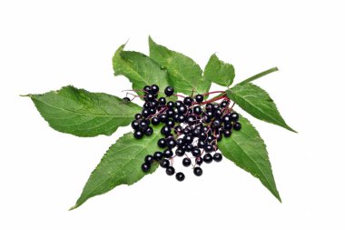  Mürver ve bir yaprak izole ile Twig