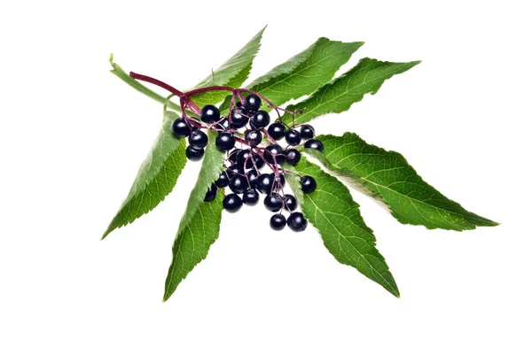 Twig with elderberry and a leaf isolated — Stock Photo, Image