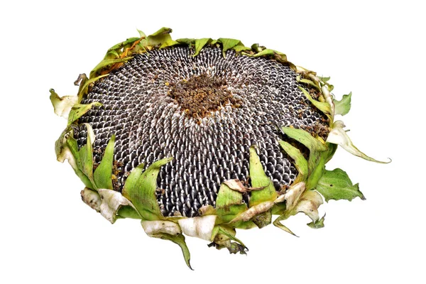 Fresh ripe sunflower seeds isolated — Stock Photo, Image