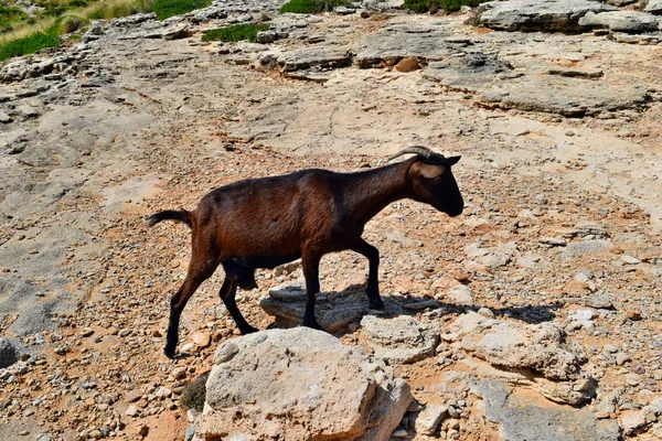 Cabra domesticada selvagem está olhando e andando na colina — Fotografia de Stock
