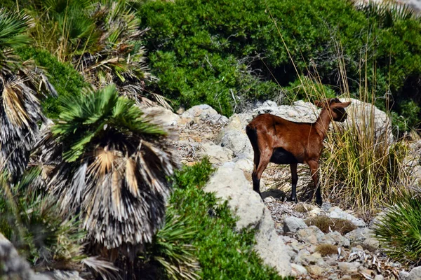 Wild addomesticato capra è alla ricerca e camminare sulla collina — Foto Stock