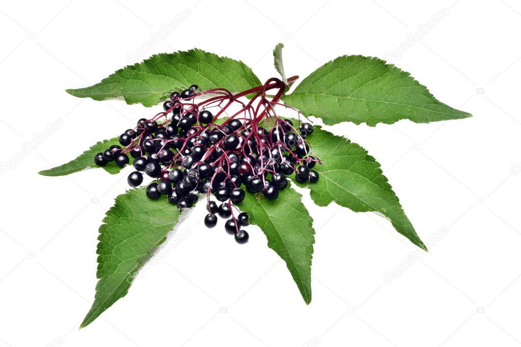  Twig with elderberry and a leaf isolated