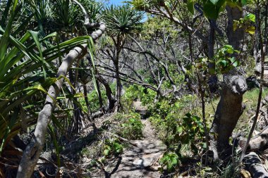 Noosa Milli Parkı 'nda orman yolu