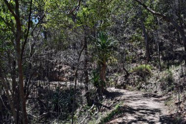 Noosa Milli Parkı 'nda orman yolu