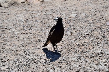  Noosa Milli Parkı 'nda Australian Magpie (Gymnorhina Tibicen)