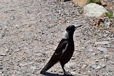  Noosa Milli Parkı 'nda Australian Magpie (Gymnorhina Tibicen)