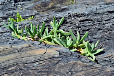  Noosa Milli Parkı 'nda tropikal bitki Carpobrotus glaucescens