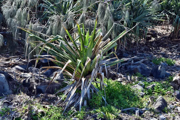 Plante tropicale Pandanus tectorius au parc national Noosa — Photo