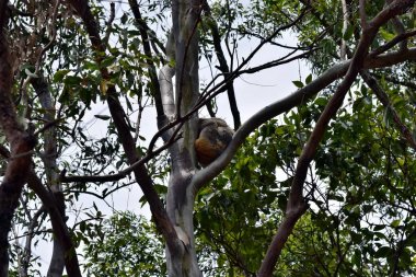 Sevimli vahşi koala ayı sıyrık Noosa Milli Parkı'nda ağaç üzerinde uyuyor