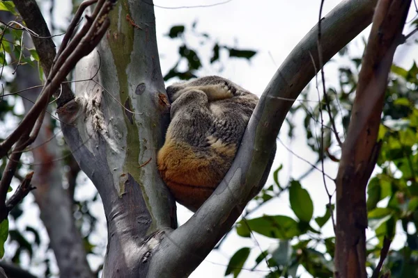 Cute Wild niedźwiedź Koala śpi na drzewie w parku narodowym Noosa — Zdjęcie stockowe