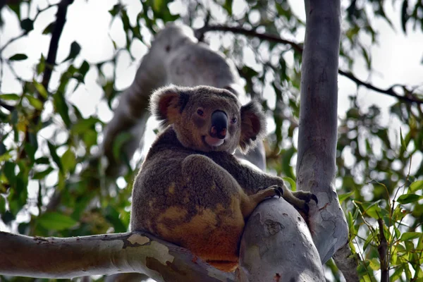 Cute Wild niedźwiedź Koala siedzi na drzewie w Noosa National Park — Zdjęcie stockowe