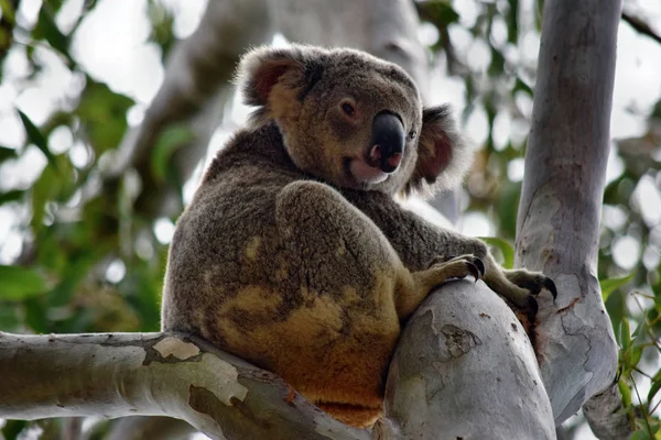 Cute Wild niedźwiedź Koala siedzi na drzewie w Noosa National Park — Zdjęcie stockowe