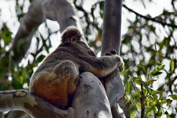 Mignon koala sauvage ours dort sur l'arbre dans le parc national de Noosa — Photo