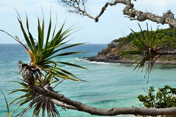 Planta tropical Pandanus tectorius en el Parque Nacional Noosa — Foto de Stock