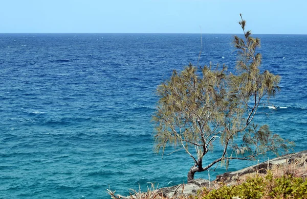 Trópusi növény Pandanus Csavarpálma a Noosa Nemzeti Park — Stock Fotó