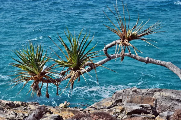 Tropická rostlina Pandanus tectorius v národním parku Noosa — Stock fotografie