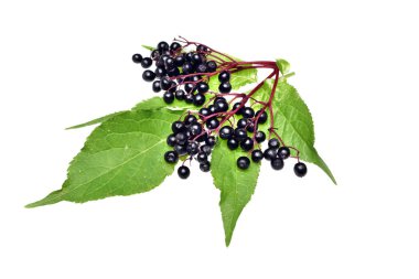  Mürver ve bir yaprak izole ile Twig