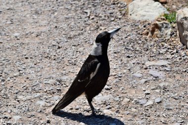  Noosa Milli Parkı 'nda Australian Magpie (Gymnorhina Tibicen)