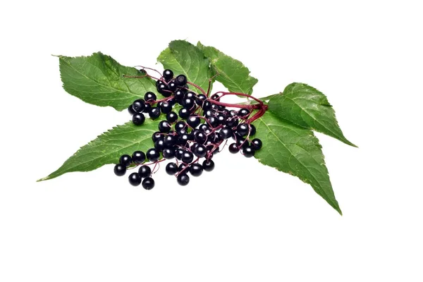 Twig with elderberry and a leaf isolated — Stock Photo, Image