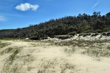 İskenderiye Körfezi Noosa Milli Parkı'nda inanılmaz kumul kum