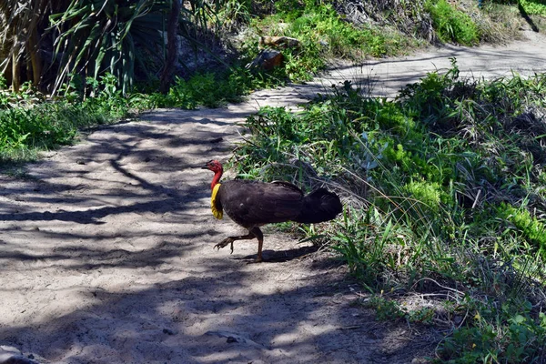 Australische borstel Turkije op bos — Stockfoto