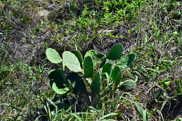 Opuntia stricta cactus plante poussant dans le parc national de Noosa — Photo