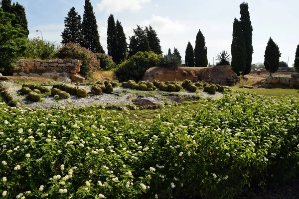 サボテン、ヤシ、花、植物、木、旧アルクディアの町の公園と美しい庭園 — ストック写真