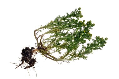 Beyaz bir arka planda taze, sağlıklı papatya çiçeği.