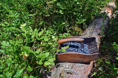 Ormanda yabanmersini toplamaya özel tarak