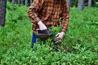 Genç adam ormanda özel bir tarakla yaban mersini topluyor.