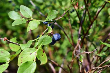 Güneşli ormanda olgun meyveli sağlıklı yaban mersini bitkisi