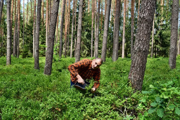 年轻人在森林里用一把特殊的梳子采摘蓝莓 — 图库照片