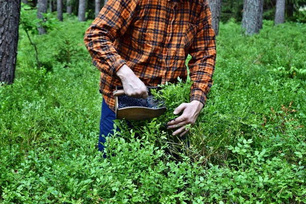 Genç adam ormanda özel bir tarakla yaban mersini topluyor.