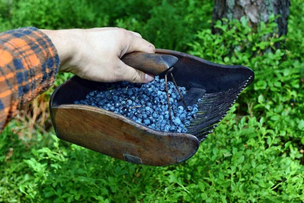 Hombre Está Recogiendo Arándanos Con Peine Especial Bosque —  Fotos de Stock