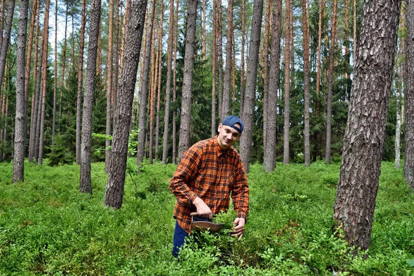 Jovem Coleta Mirtilos Com Pente Especial Floresta — Fotografia de Stock