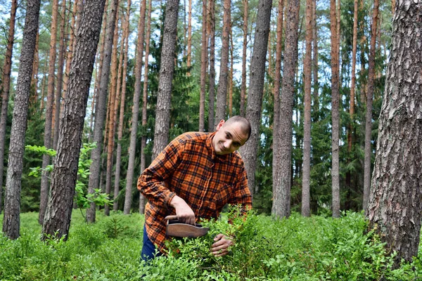 Young Man Collects Blueberries Special Comb Forest — Stock Photo, Image