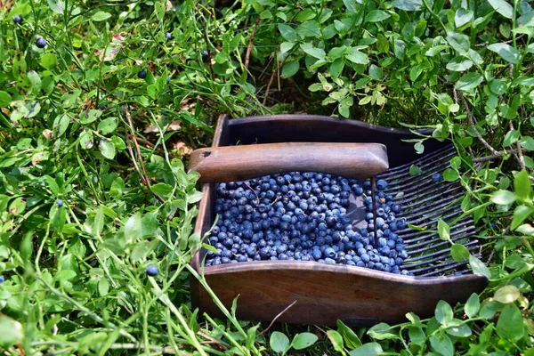 Peine Especial Para Recoger Arándanos Bosque —  Fotos de Stock