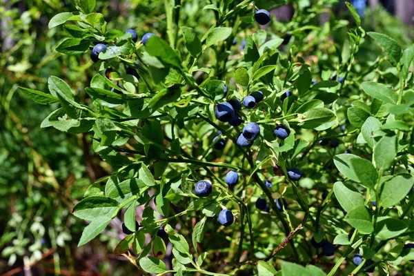 Healthy Blueberry Plant Ripe Fruits Sunny Forest — Stock Photo, Image