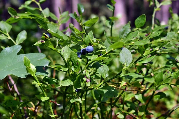 Healthy Blueberry Plant Ripe Fruits Sunny Forest — Stock Photo, Image