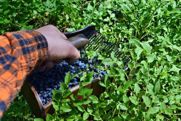 Hombre Está Recogiendo Arándanos Con Peine Especial Bosque — Foto de Stock