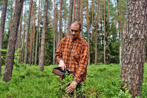 Молодой Человек Собирает Чернику Специальной Расчёской Лесу — стоковое фото