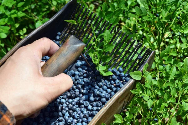 Homem Está Colhendo Mirtilos Com Pente Especial Floresta — Fotografia de Stock