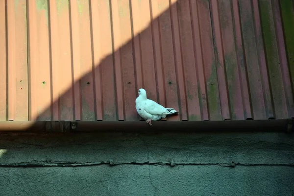 Group Pigeons Bird Standing Roof Dovecote — Stock Photo, Image