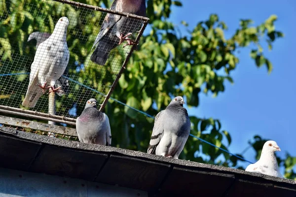 Grupa Gołębi Ptak Stojący Dachu Gołębia — Zdjęcie stockowe