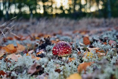 Ormanda zehirli kırmızı mantar amanita muscaria yetişiyor.