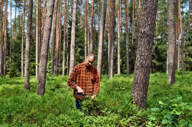 Genç adam ormanda özel bir tarakla yaban mersini topluyor.