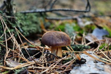 Xerocomus Badius mantarı ormanda yetişiyor.